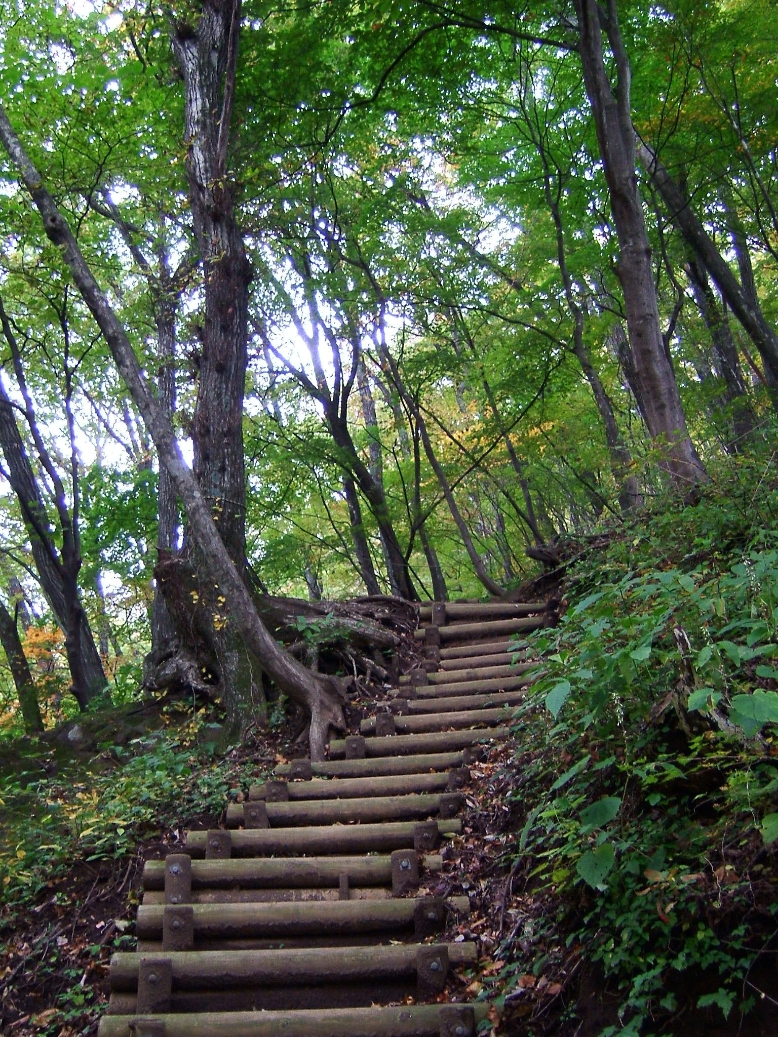 DSCF4231.JPG