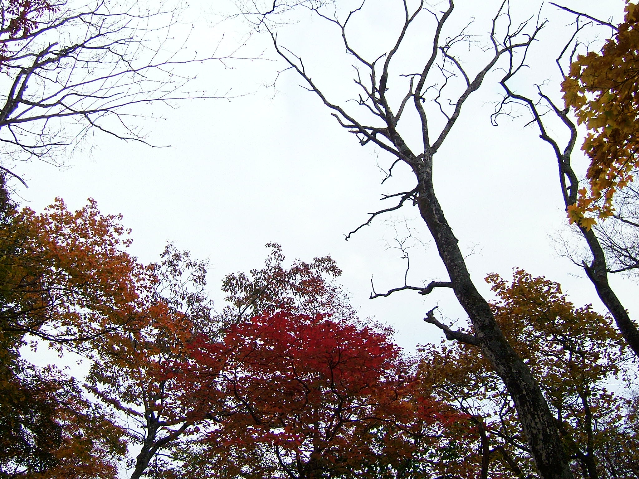 DSCF4237.JPG