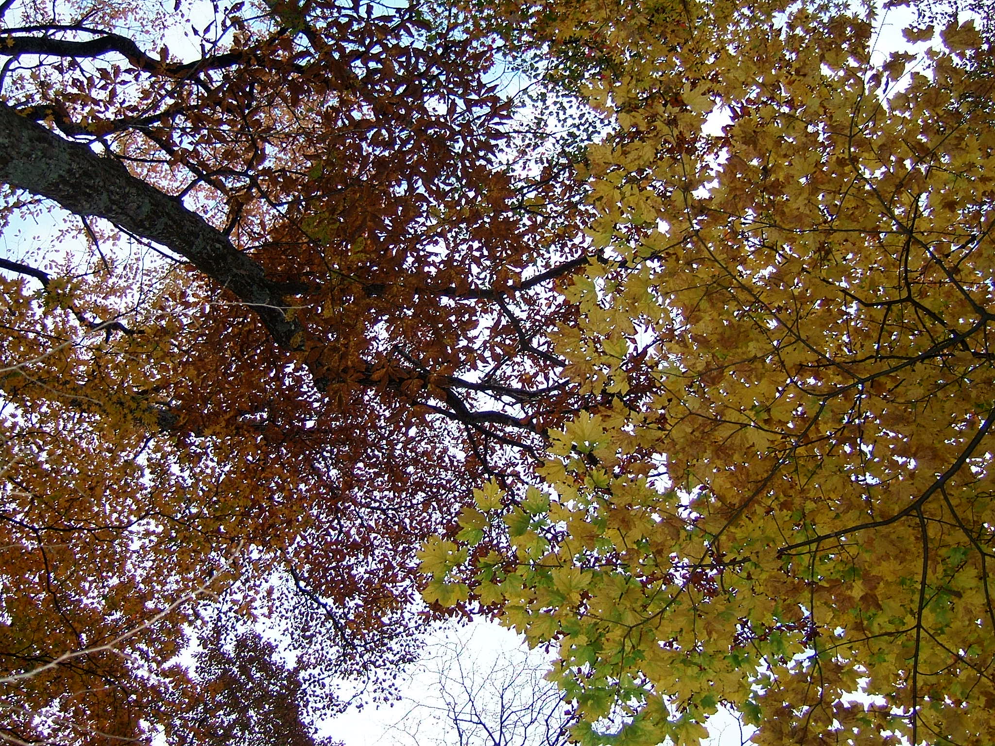 DSCF4239.JPG