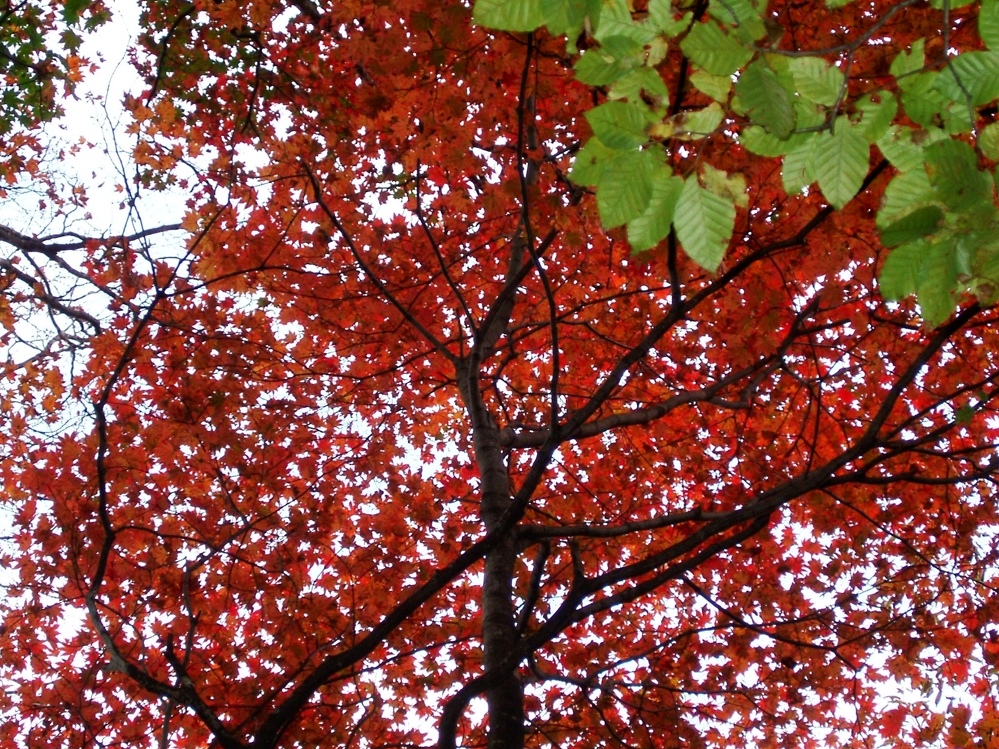 DSCF4245.JPG