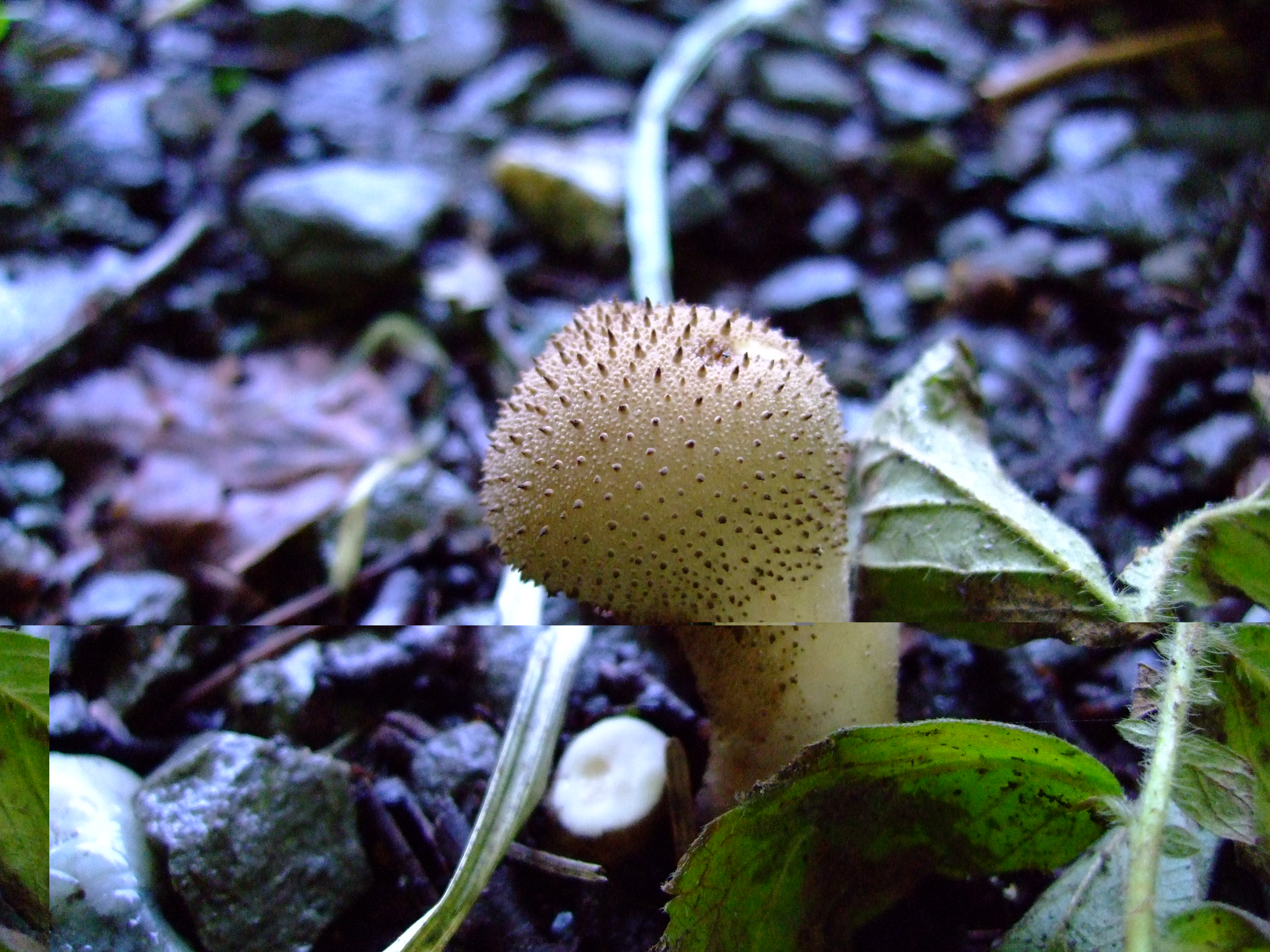 DSCF0082.JPG