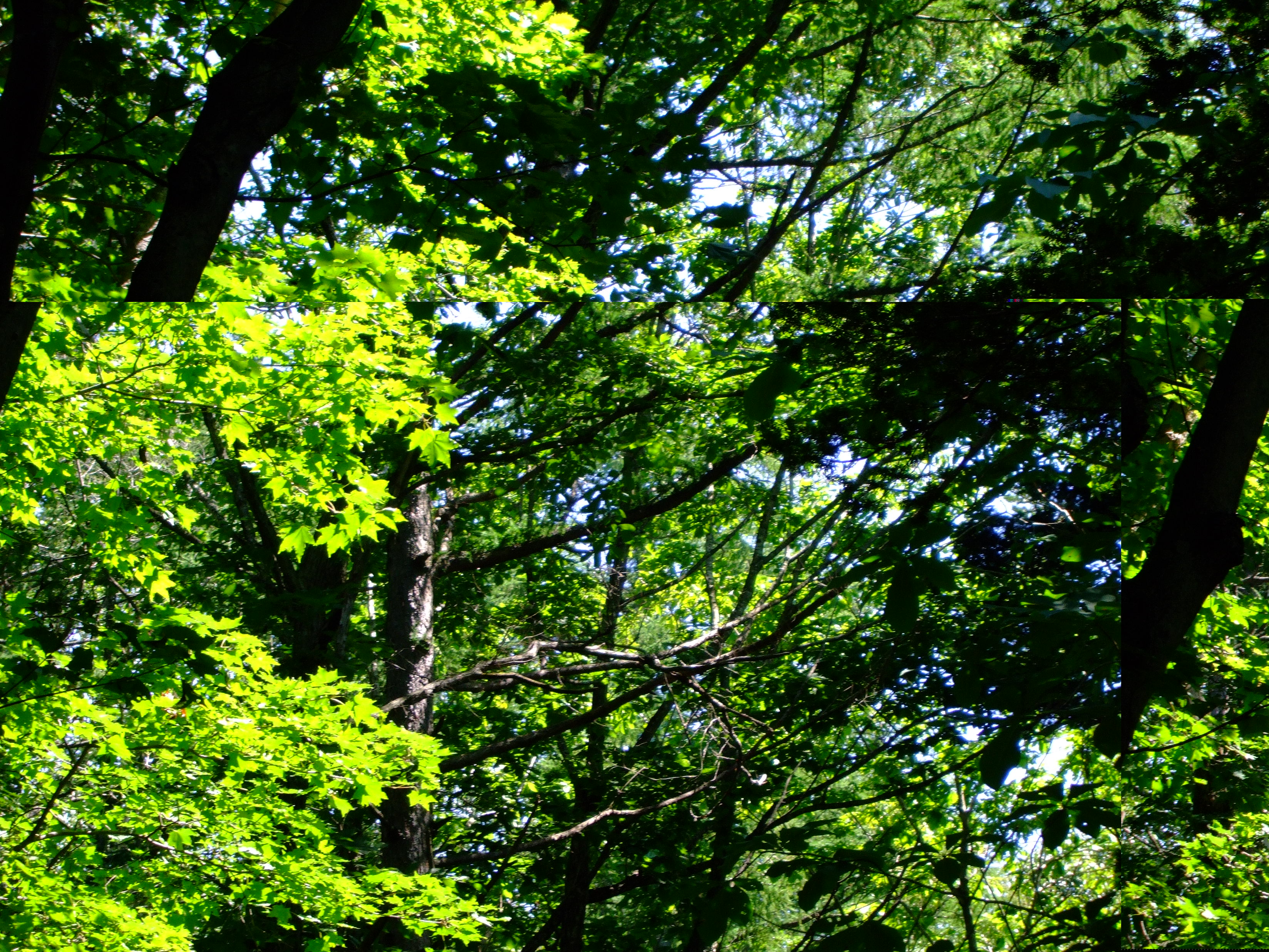 DSCF0096.JPG