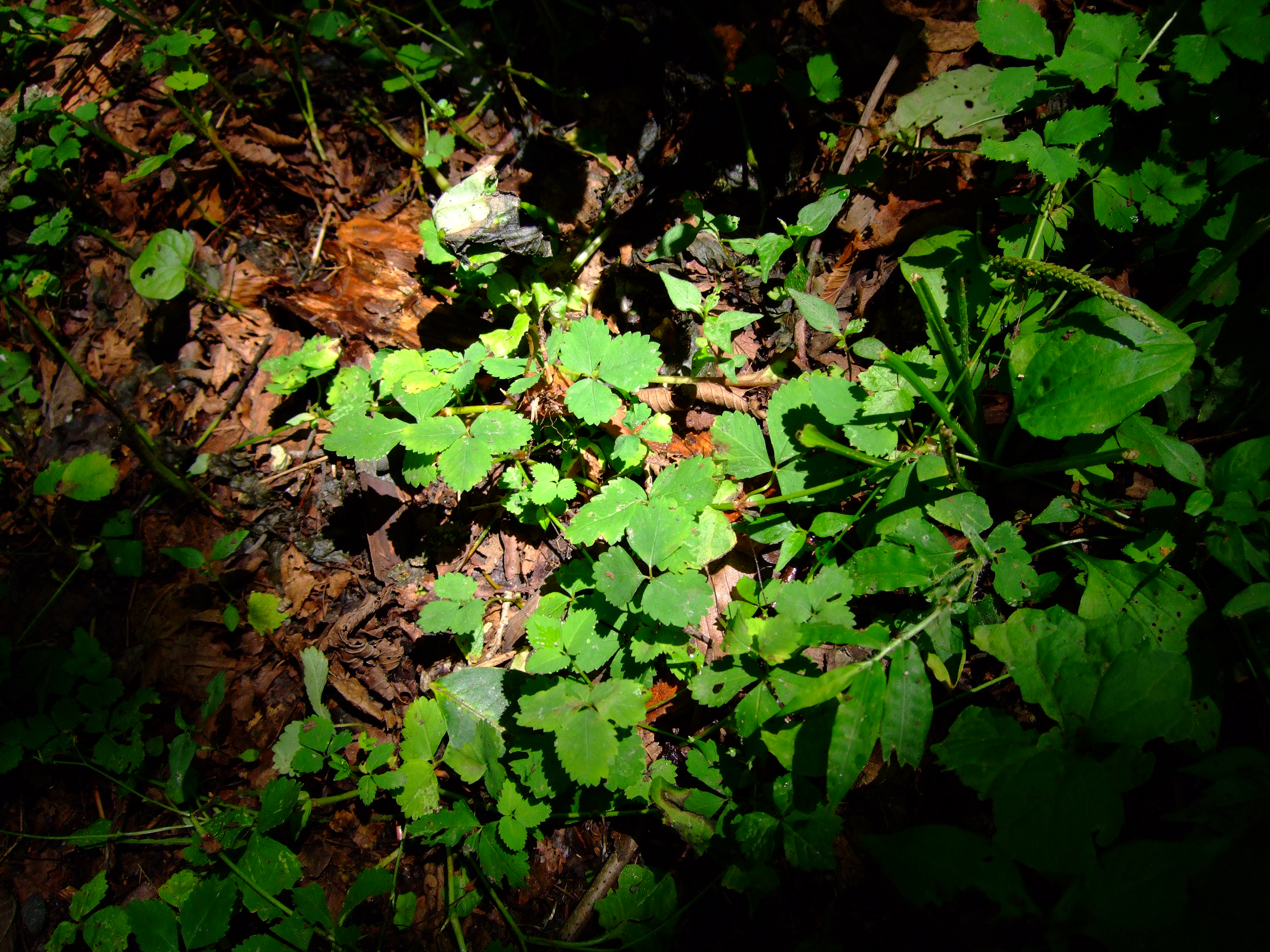 DSCF0110.JPG