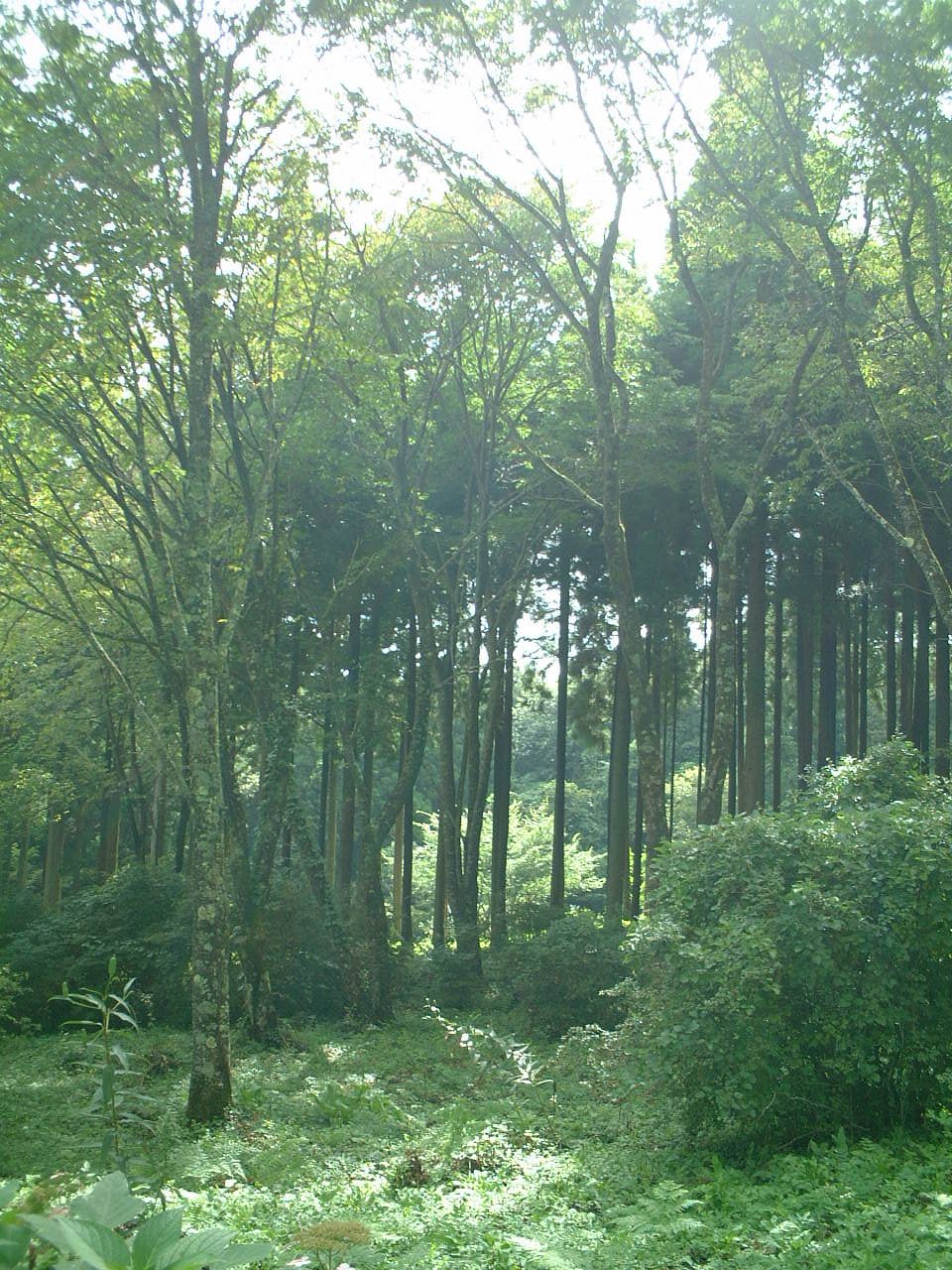 DSCF0010.JPG