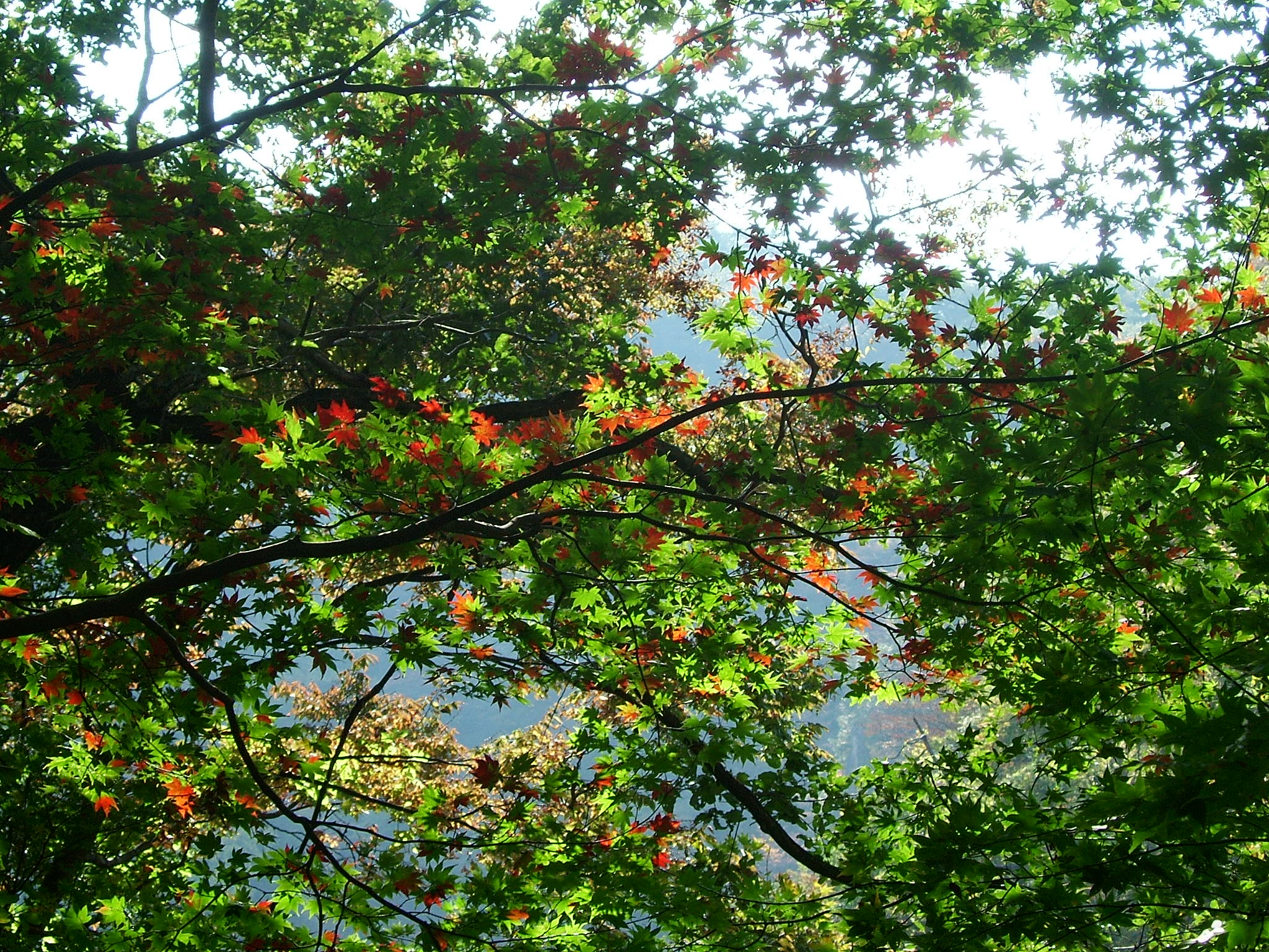 DSCF4197.JPG
