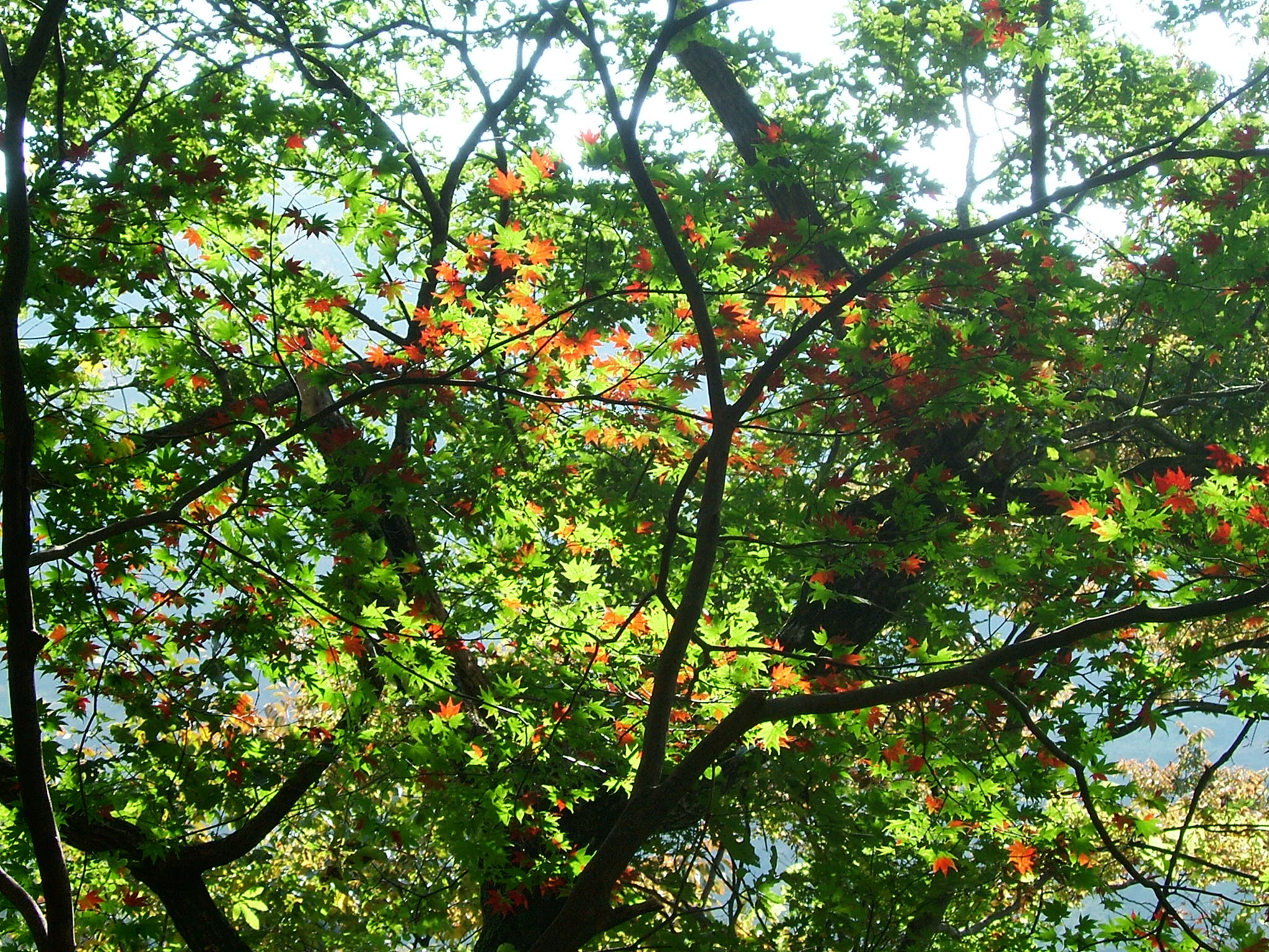 DSCF4199.JPG