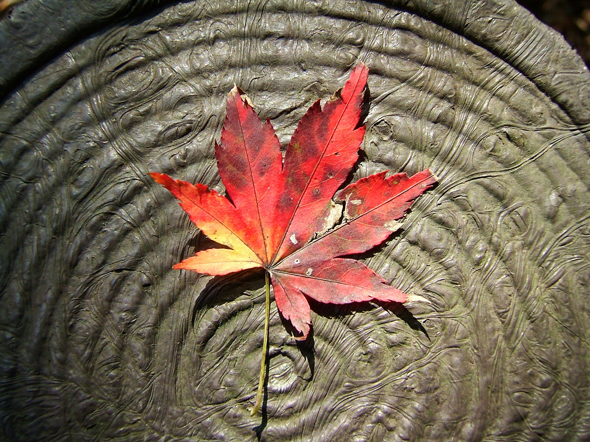 DSCF4201.JPG