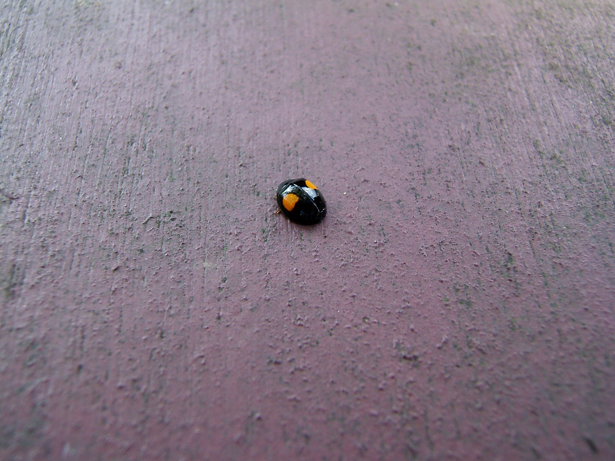 DSCF4205.JPG