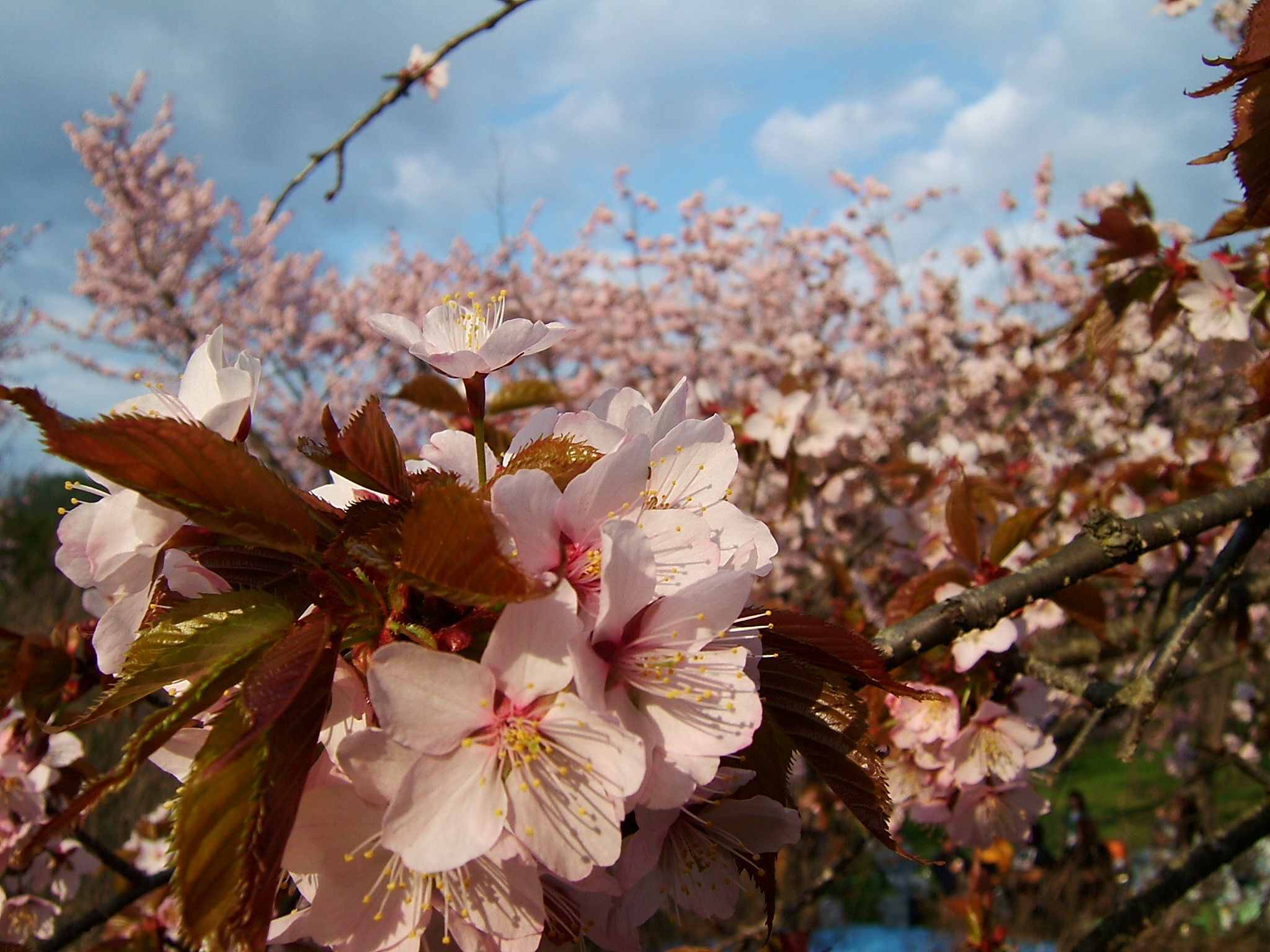 DSCF5536.JPG