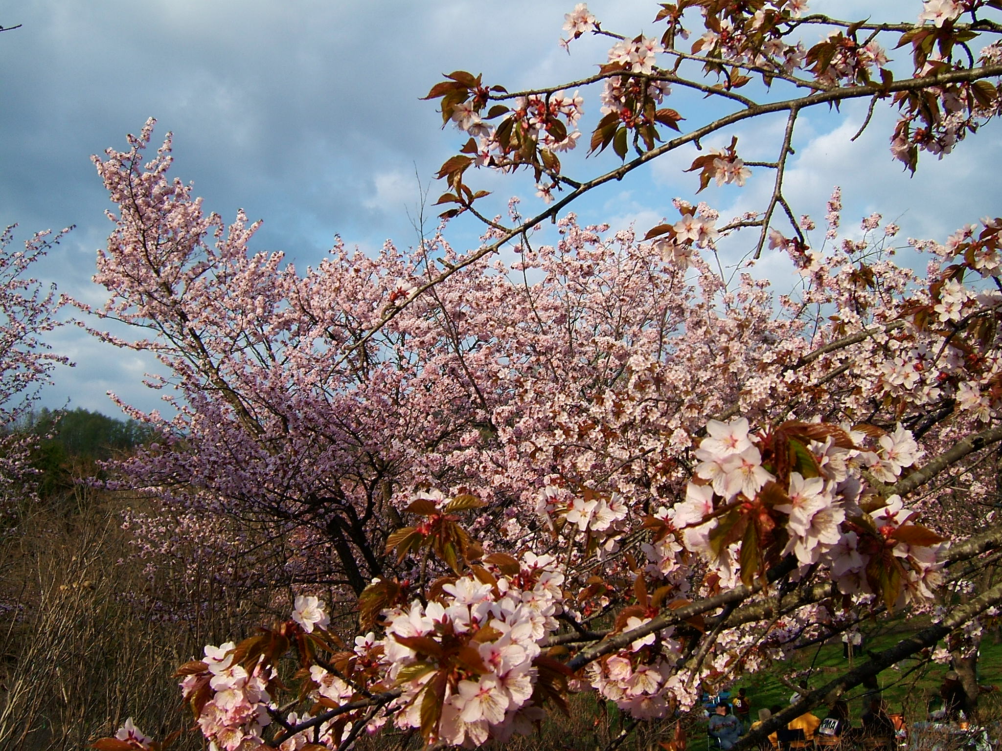 DSCF5540.JPG